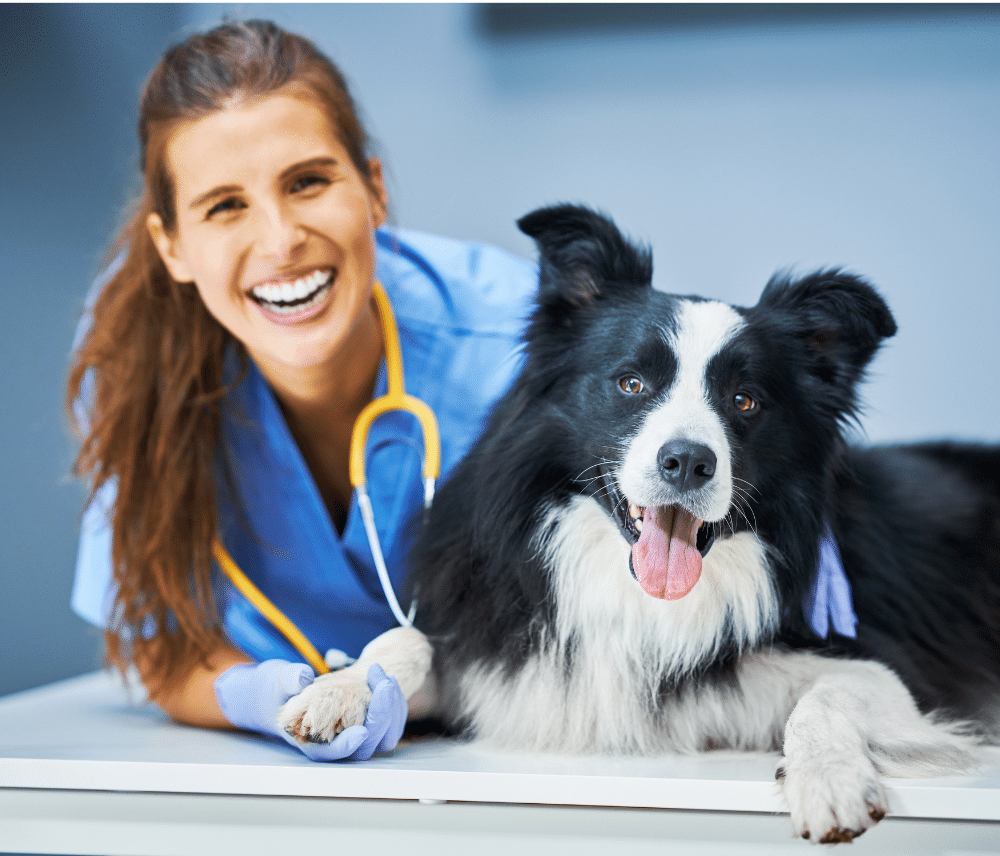 vetwithdog